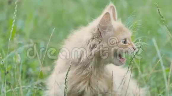 绿草上的红色毛茸茸的小猫喵喵叫视频的预览图