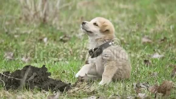 小可爱的狗宠物小狗从跳蚤在美国的一个农场处理宠物概念视频的预览图