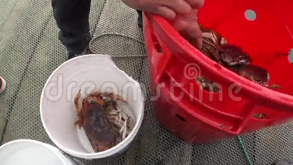 阿拉斯加太平洋背景水上的活螃蟹作为食物视频的预览图