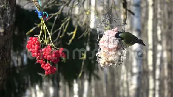 冬天吃猪油的大山雀视频的预览图