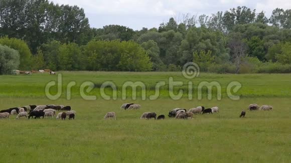 一群羊在夏日的绿色牧场上视频的预览图