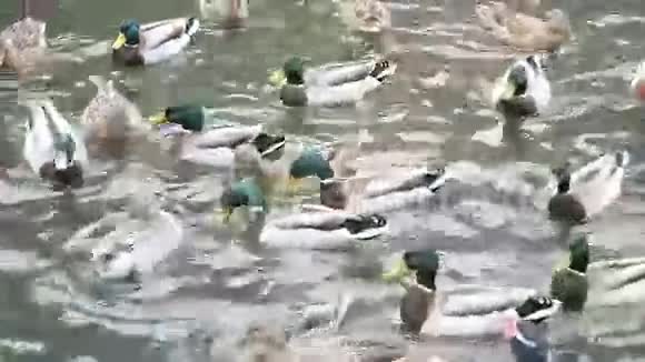 许多野鸭在池塘里快速游动视频的预览图