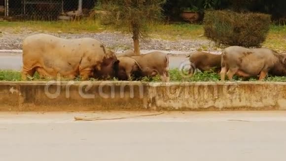 越南猪猪走在路附近视频的预览图