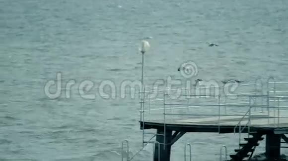 在湖上飞翔的海鸥视频的预览图