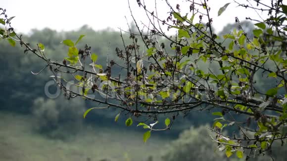 干旱期间树木枯叶视频的预览图