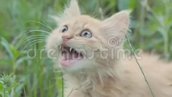 绿草上的红色毛茸茸的小猫喵喵叫视频的预览图