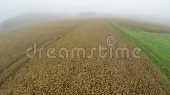 薄雾般的夏日时光清晨成熟的麦田鸟瞰视频的预览图