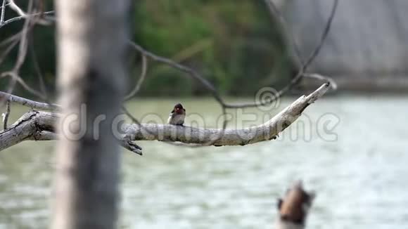 水上的树枝上坐着一只燕子鸟视频的预览图