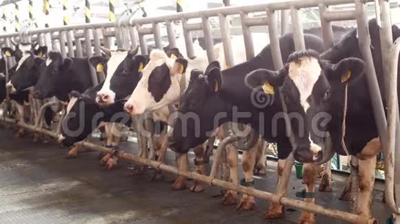 奶牛在现代农场挤奶奶牛在挤奶前站在摊位上挤奶的过程农业农业视频的预览图