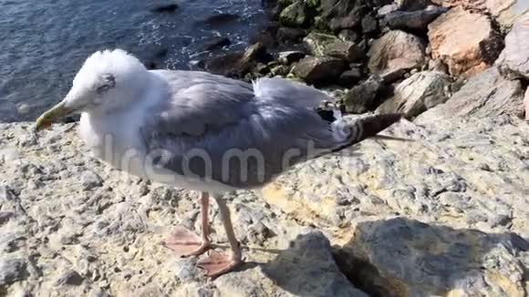 可爱的小海鸥自然波浪视频的预览图