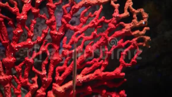 水下世界多种颜色的鱼类珊瑚礁鱼针视频的预览图