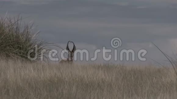 大叉角羚羊巴克视频的预览图