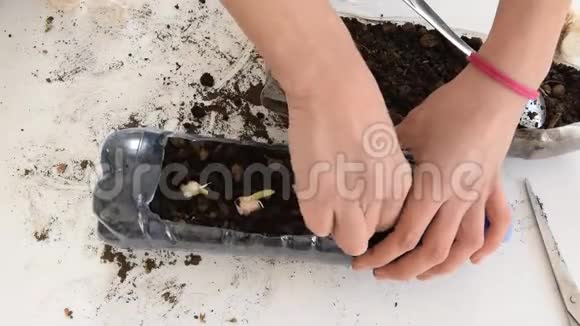 回收塑料瓶园艺雌手在塑料瓶中种植大蒜的俯视图视频的预览图