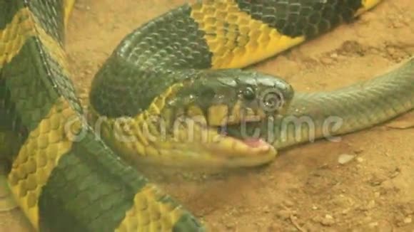 蛇吃蛇视频的预览图
