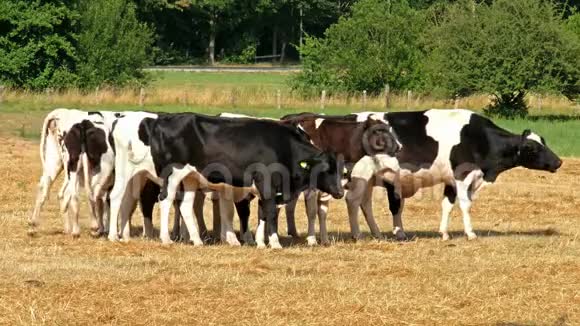 站在干草田里的黑白混血牛视频的预览图