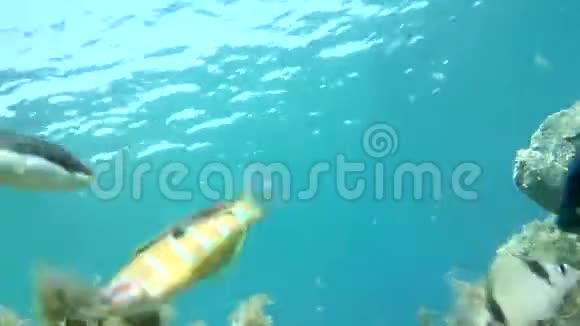 珊瑚礁上的游客加速版本视频的预览图