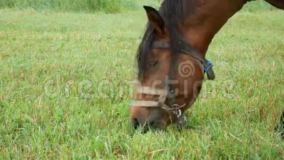 马正在田里吃草视频的预览图
