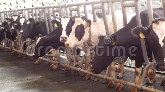 奶牛在现代的农场里挤奶奶牛在挤奶前站在摊位上挤奶的过程耕作母牛视频的预览图