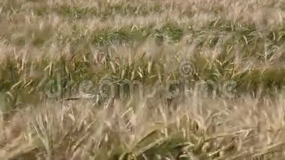 鲜麦的田地视频的预览图