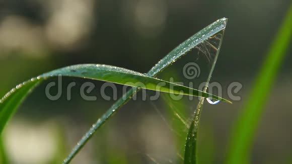绿草上的水滴早晨的清新大自然的特写视频的预览图