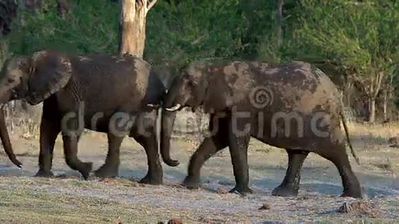 非洲象非洲象从Khwai河Moremi保护区博茨瓦纳奥卡万戈三角洲出现的集团视频的预览图