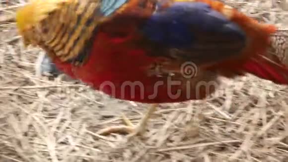 五颜六色的美丽的鸟鸡被关在动物园的酒吧里金鸡或中国野鸡4K视频的预览图