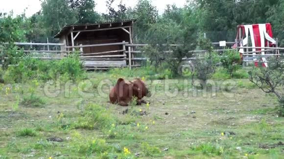 牛吃草视频的预览图