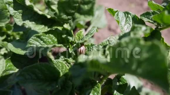 一丛带科罗拉多甲虫的小土豆视频的预览图