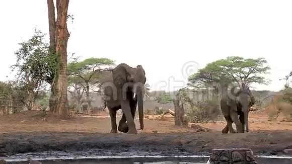 博茨瓦纳Chobe河附近Waterhole的非洲大象非洲小象女性和小牛饮用水视频的预览图