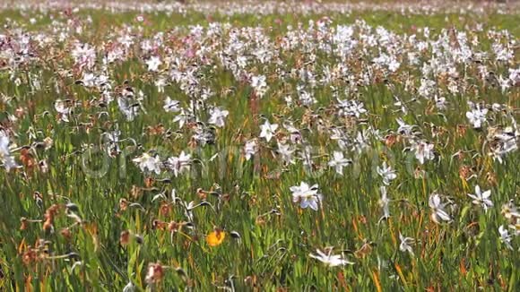 田野里开花的白色水仙美丽的花卉景观视频的预览图