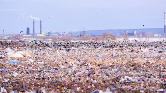 一群鸟从城市垃圾场起飞兰迪背景上的工业工厂视频的预览图