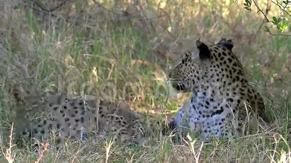 LeopardPantheraPardus母亲在博茨瓦纳的奥卡万戈三角洲与古巴莫雷米保护区玩耍视频的预览图