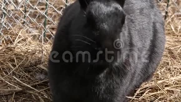 农场里的黑兔接触动物园的家畜4K视频的预览图