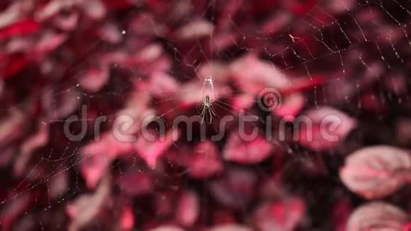 勃艮第植物背景上的蜘蛛网视频的预览图