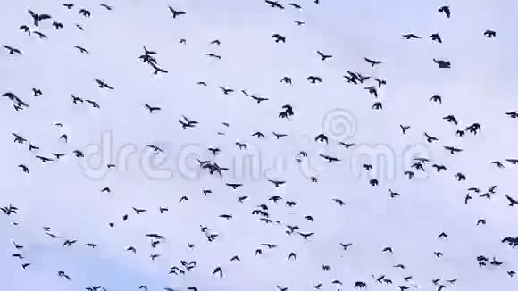 4K鸟儿成群乌鸦成群结队地迎着一片蓝天乌云密布视频的预览图
