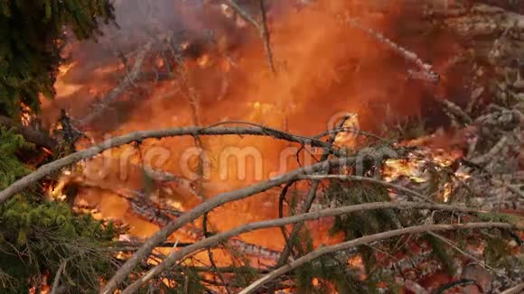 森林里的烈焰视频的预览图