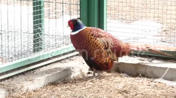 五颜六色的美丽的鸟鸡被关在动物园的酒吧里金鸡或中国野鸡4K视频的预览图