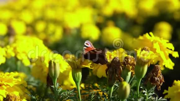 美丽的蝴蝶孔雀眼在万寿菊上采集花蜜视频的预览图