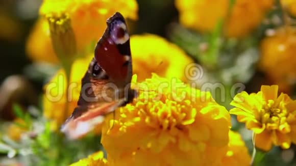 美丽的蝴蝶孔雀眼在万寿菊上采集花蜜视频的预览图