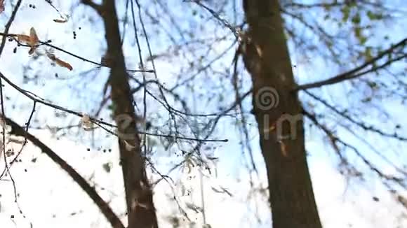 秋天的树枝在风中摇曳视频的预览图