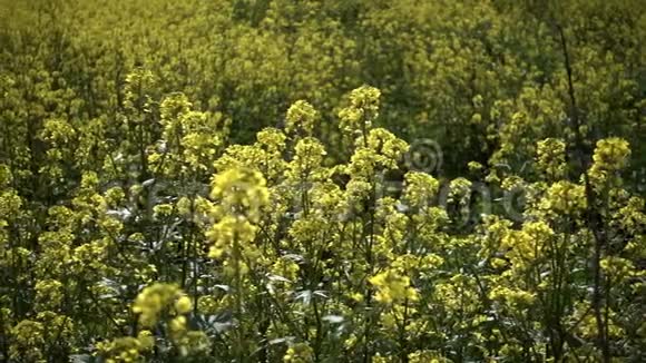 风日黄色植物叶片视频的预览图