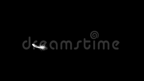 黑色背景下的飞羽无缝环行视频的预览图