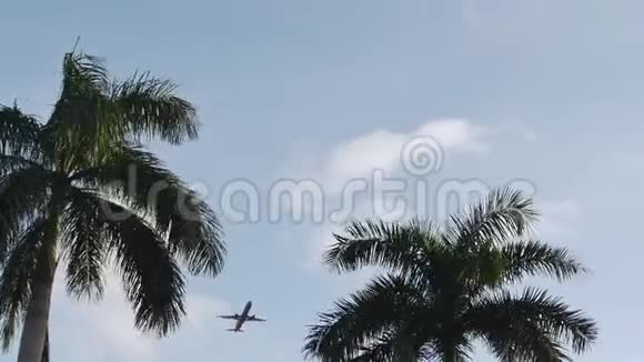 一架飞机飞过晴朗的天空和它旁边的一个棕榈顶阳光穿过棕榈树视频的预览图