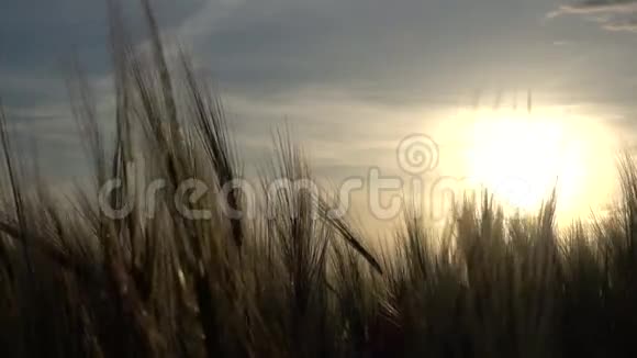 日落电影中的麦穗视频的预览图
