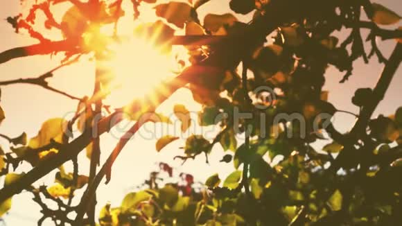苹果树有叶子自然阳光的农业食品背景视频的预览图