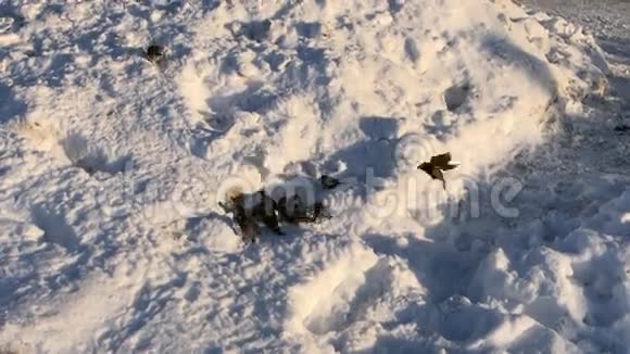 一群鸟在雪地里吃一块面包视频的预览图