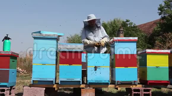 养蜂人用猪鬃赶走蜜蜂视频的预览图