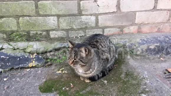 街猫坐在砖墙旁边视频的预览图