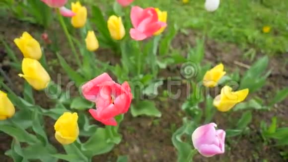 美丽的多种颜色的郁金香在花园里吹过雨后的风高清慢镜头视频的预览图