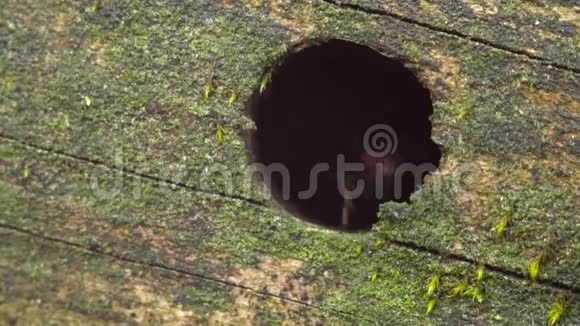 在旧的分解木材上关闭大红蚂蚁或白蚁视频的预览图